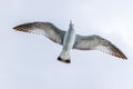 Cory`s Shearwater bird gliding through the open skies
