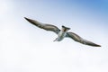 Cory`s Shearwater bird gliding through the open skies Royalty Free Stock Photo