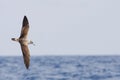 Cory`s Shearwater, Calonectris borealis, in flight Royalty Free Stock Photo