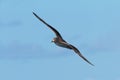 A Cory`s Shearwater, Calonectris borealis, seabird in flight. Royalty Free Stock Photo