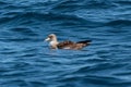 A Cory`s Shearwater, Calonectris borealis, seabird. Royalty Free Stock Photo