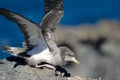 Cory`s shearwater Calonectris diomedea borealis flapping. Royalty Free Stock Photo