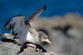 Cory`s shearwater Calonectris diomedea borealis flapping. Royalty Free Stock Photo