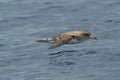 The Cory`s shearwater Calonectris diomedea borealis is flying above see level Royalty Free Stock Photo