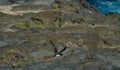 Cory`s shearwater Calonectris diomedea borealis taking flight. Royalty Free Stock Photo