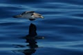 Cory's Shearwater (Calonectris Diomedea) Royalty Free Stock Photo