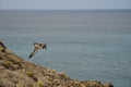 Cory`s shearwater. Royalty Free Stock Photo