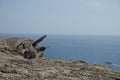 Cory`s shearwater. Royalty Free Stock Photo