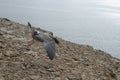 Cory`s shearwater. Royalty Free Stock Photo