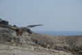 Cory`s shearwater. Royalty Free Stock Photo