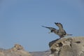 Cory`s shearwater. Royalty Free Stock Photo