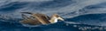 Cory`s Shearwater on the waters of the Atlantic Ocean in the Azores Islands Royalty Free Stock Photo