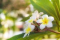 Cory space, Fabulous fragrant pure white scented blooms with yellow centers of exotic tropical frangipanni species plumeria Royalty Free Stock Photo