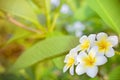 Cory space, Fragrant pure white scented blooms with yellow centers of exotic tropical