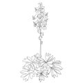 Vector bunch of outline Corydalis or fumewort flower with leaf in black isolated on white background. Royalty Free Stock Photo