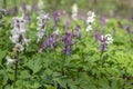 Corydalis cava bulbous hollowroot flowers in bloom, colorful purple violet white flowering springtime plants Royalty Free Stock Photo