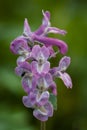 Corydalis cava