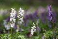 Corydalis cava early spring wild forest flowers in bloom, white flowering ground beautiful small plants with Royalty Free Stock Photo