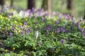 Corydalis cava early spring wild forest flowers in bloom, white violet purple flowering beautiful small plants Royalty Free Stock Photo