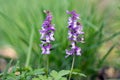 Corydalis cava early spring wild forest flowers in bloom, white violet purple flowering beautiful small plants Royalty Free Stock Photo