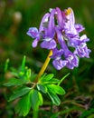 Corydalis cava flower in a macro lens shot