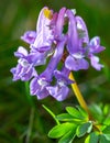 Corydalis cava flower in a macro lens shot