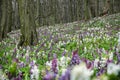 Corydalis cava flowers, Zobor hill, Slovakia