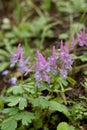 Corydalis cava Papaveraceae, in Macim Mountains, Romania Royalty Free Stock Photo