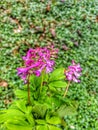 Corydalis cava. Pink flowers. Forest flowers.