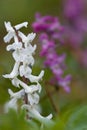 Corydalis cava