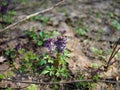 Corydalis. Flowering of Corydalis in the spring forest. Macro Corydalis Royalty Free Stock Photo
