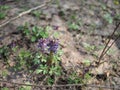 Corydalis. Flowering of Corydalis in the spring forest. Macro Corydalis Royalty Free Stock Photo