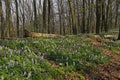 Corydalis flowers in Lower Saxony, Germany