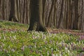 Corydalis (fumewort) flowers in Osnabruecker Land