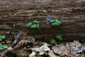 Corydalis near the fallen oak. Royalty Free Stock Photo