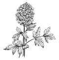 Corydalis Nobilis vintage illustration