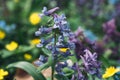 Corydalis solida in forest, spring blossom flowers in forest, macro shot