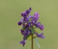 Corydalis solida (fumewort)