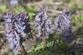 Corydalis solida flowers, close up