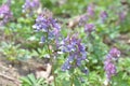 Corydalis solida purple (lilac, violet) flowers (plants) on a meadow