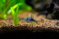 corydora (Corydoras aeneus) isolated in fish tank with blurred background - genus of freshwater catfish