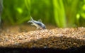 corydora (Corydoras aeneus) isolated in fish tank with blurred background