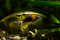 Corydoras catfish, rare and timid freshwater species from acidic blackwater habitats, swim in biotope aqua