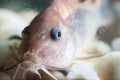 Corydoras catfish. Royalty Free Stock Photo