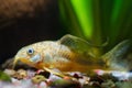 Corydoras catfish, unknown species, timid freshwater fish rest on gravel in nature aquarium Royalty Free Stock Photo