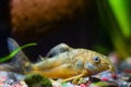 Corydoras catfish, unknown species, timid freshwater fish sitting on gravel in nature aquarium Royalty Free Stock Photo