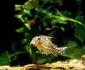 CORYDORAS corydoras acutus Royalty Free Stock Photo