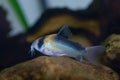 Corydoras duplicareus in fish tank Royalty Free Stock Photo