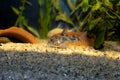 Corydoras paleatus - Blue leopard corydoras fish