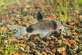 Corydoras panda 1 Royalty Free Stock Photo